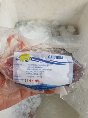 Cá Chẽm Khoanh - Thiên Nhiên